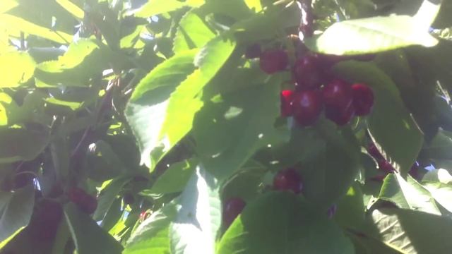 Сорт Черешни Сильвия на подвое ВСЛ - 2.