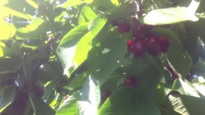 Сорт Черешни Сильвия на подвое ВСЛ - 2.