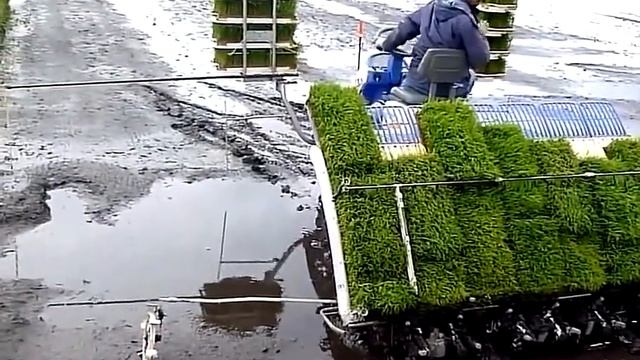 Agriculture Technology - How rice is Cultivation / Как выращивают рис в смотреть онлайн