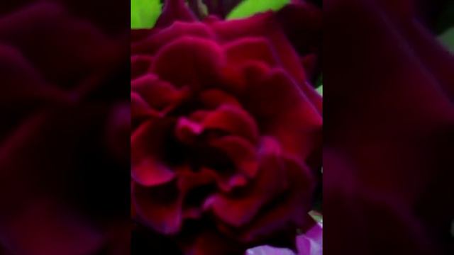 Розы для водолеев смотреть онлайн