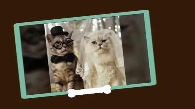 Картинки под музыку (кошки) смотреть онлайн