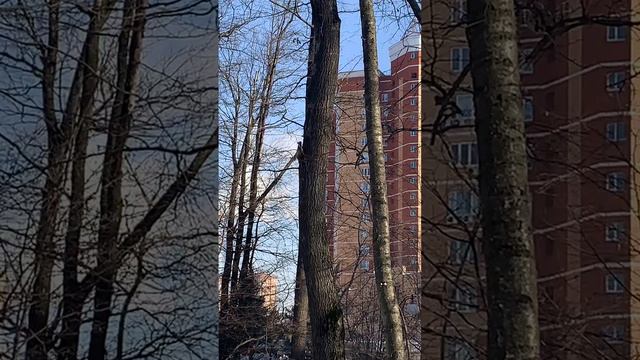 Весенний забег по вертикали. Белки резвятся. смотреть онлайн