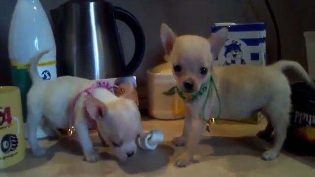 мини чихуахуа смотреть онлайн