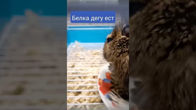 белка дегу ест смотреть онлайн