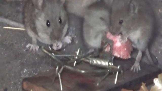 Как работает мышеловка. How the mousetrap works. смотреть онлайн