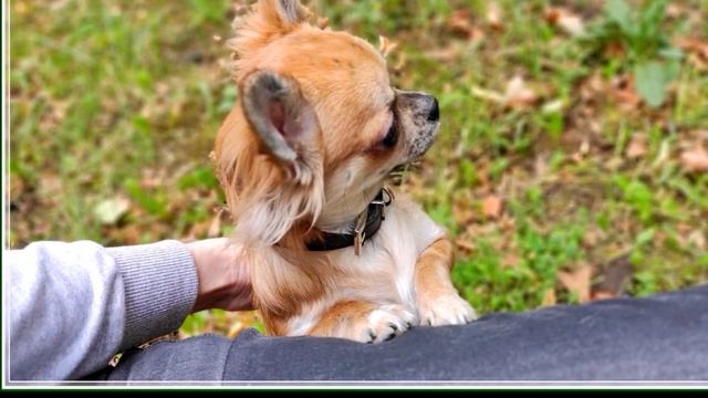 Ася 8 месяцев ,длинношерстная девочка чихуахуа смотреть онлайн