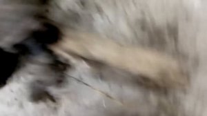 Рулевой редуктор газ24