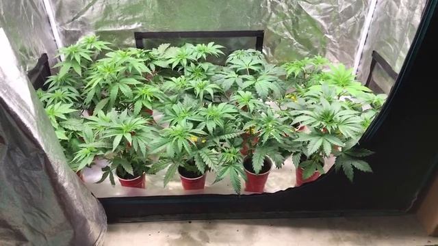 Mars Hydro Quantum Board Sp250 LED Week 4 Live Update смотреть онлайн