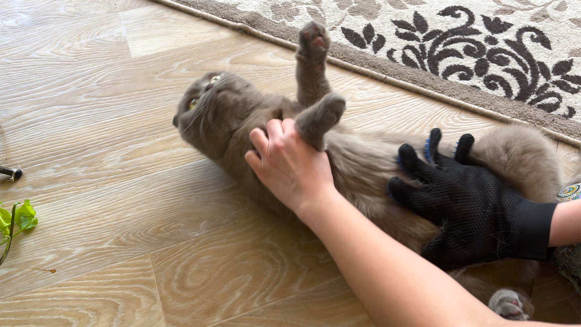 Самый лучший способ Чтобы избавиться от шерсти кошек смотреть онлайн