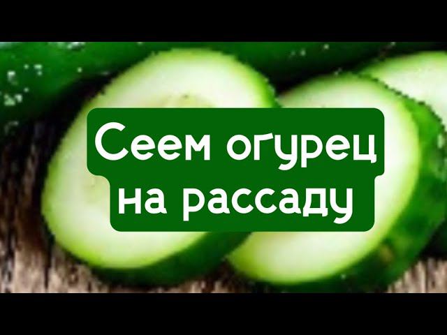Сеем огурец на рассаду,02.03.2023г. смотреть онлайн
