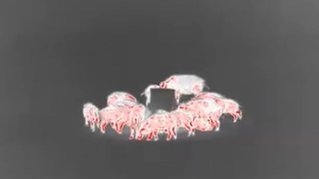 Съемка кабанов на тепловизор Guide TrackIR 25mm, дистанция 70 метров