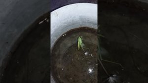 Какое название у этих червей или глистов? У собаки в чашки с водой.