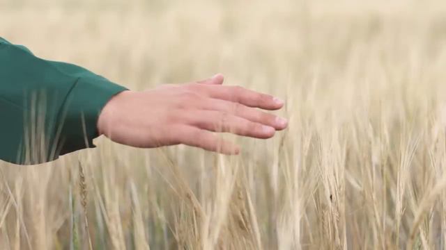 Свинина со Здоровой Фермы - залог крепкого иммунитета смотреть онлайн