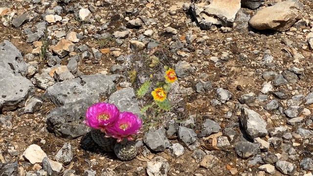 Вот так красиво кактусы цветут! Blooming Cactus. Cactus. Музыка Сергей Чекалин. смотреть онлайн