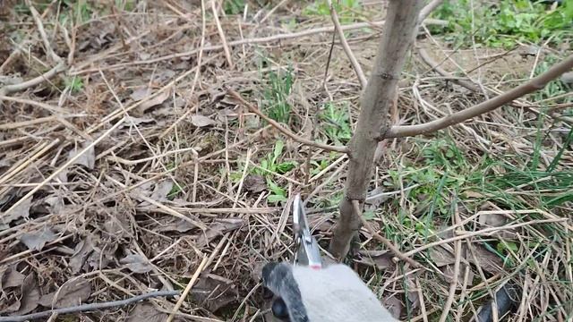 Новичок?формирует крону груши? смотреть онлайн