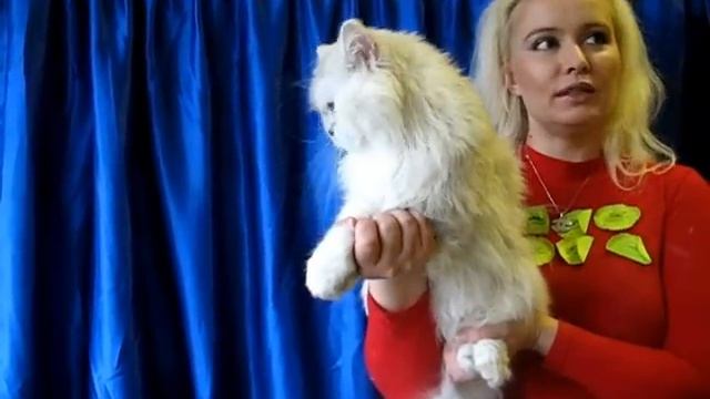 Персидская шиншилла - выставка кошек PCA смотреть онлайн
