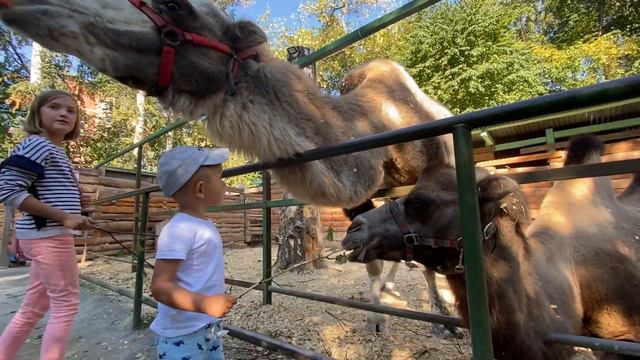 Влог в зоопарке Артём кормит животных/vlog in the zoo Artem feeds the animals смотреть онлайн