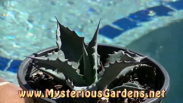AGAVE X HIGHWAY 85 | Mysterious Gardens | AG0071 смотреть онлайн