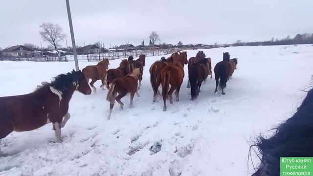 Табунное коневодство.| Упрямая лошадь | Борис вернулся. смотреть онлайн