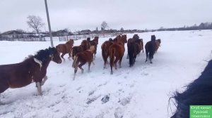 Табунное коневодство.| Упрямая лошадь | Борис вернулся.