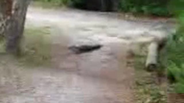 A three legged alligator! смотреть онлайн