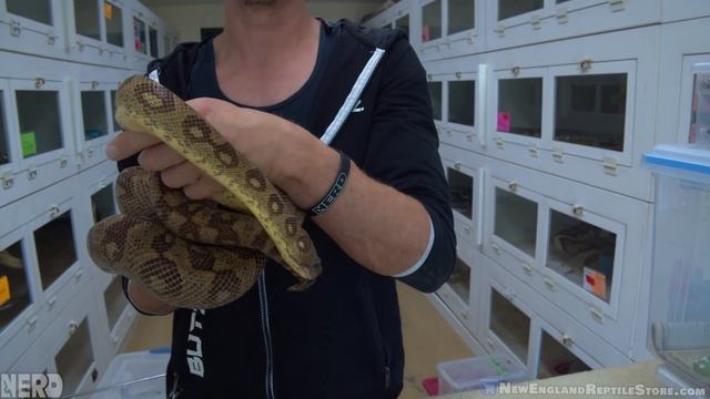 My Favorite Arboreal Snake Species - Which is BEST? смотреть онлайн