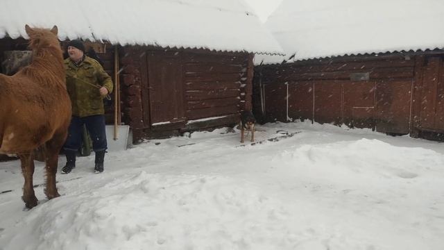 Зорька ✨ В добрые и заботливые Руки?