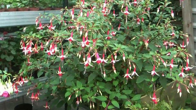 Carlsson's fuchsiahave 2013 смотреть онлайн