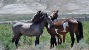 Лошади Мустанг особенности породы | Коневодство | лошади породы Мустанг