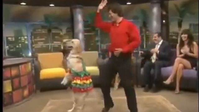 Собака танцует Merengue смотреть онлайн