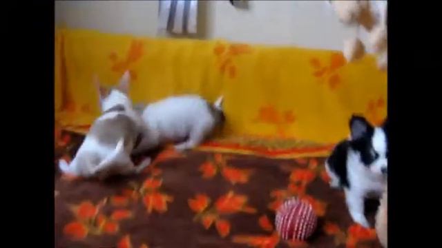 Щенки чихуахуа 9 недель смотреть онлайн