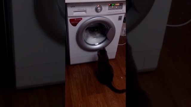 Кот смотрит стиральную машинку смотреть онлайн