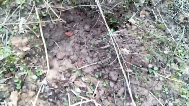 Прогулка по весеннему лесу и первоцветы в марте смотреть онлайн