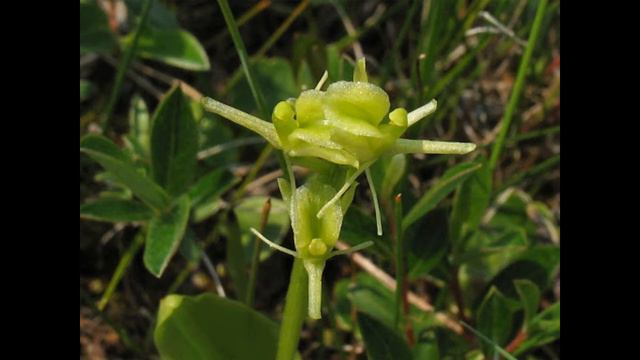 Ильменский заповедник смотреть онлайн