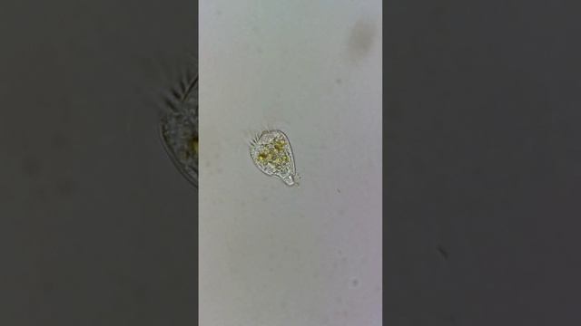 Вращение инфузории смотреть онлайн