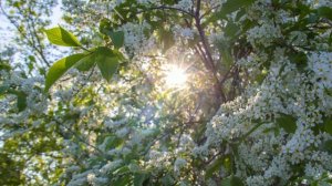 ПОХОЛОДАНИЯ НА ЧЕРЁМУХУ