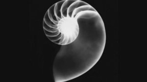 Наутилус Помпилиус - Негодяй и Ангел