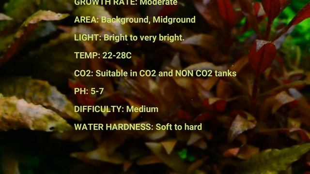 Alternanthera reineckii Mini aquarium plant смотреть онлайн
