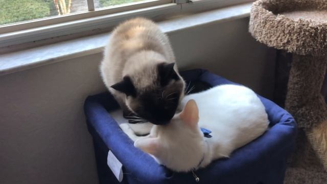 Big Brother Cleaning Little Brother ? смотреть онлайн