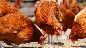 Разведение кур породы Тетра как бизнес идея | Куры Тетра