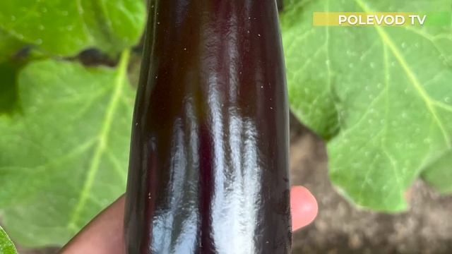 Гибрид баклажана "КАЗИМИР"! #агробизнес #баклажаны #бизнес смотреть онлайн