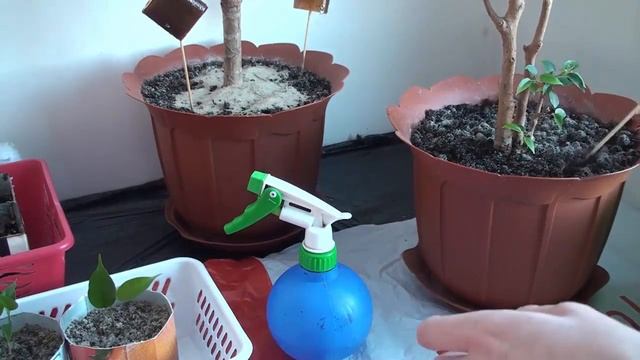 После обработки растений инсектицидами ‖ Рекомендации • советы • опыт смотреть онлайн