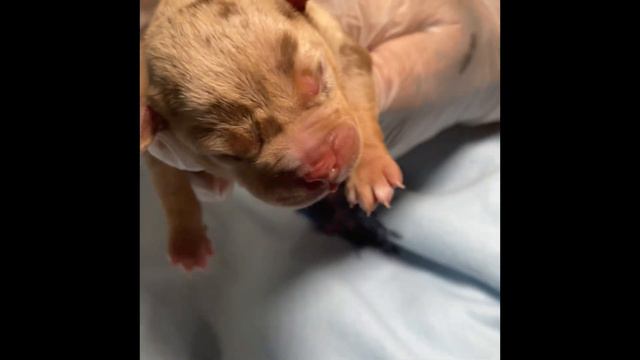 AMERICAN BULLY NEWBORN CHOCOLATE TRI MERLE LITTER CLOSEUP смотреть онлайн