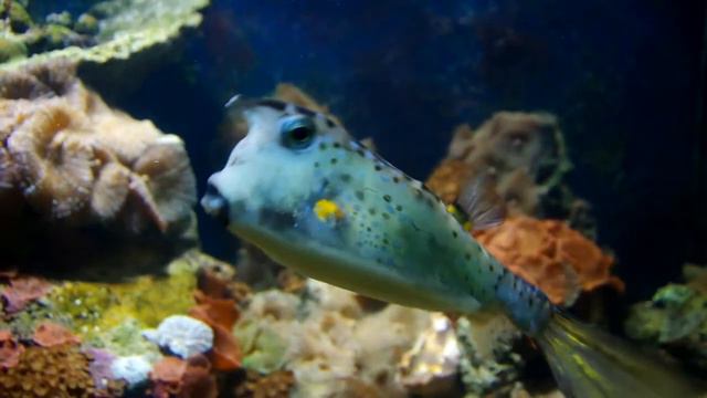 Ленинградский зоопарк смотреть онлайн