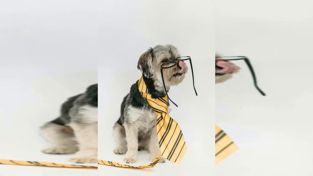 ❌ 🐶10 cosas que NUNCA DEBES HACERLE a tu YORKSHIRE TERRIER смотреть онлайн