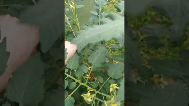 Мои 12 соток в начале июля.