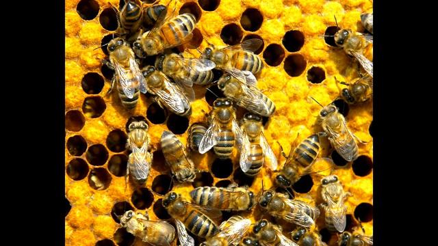 Невероятные факты о насекомых. смотреть онлайн