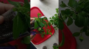 петуния Тайдал, первая прищипка, формировка