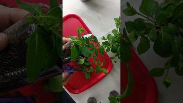 петуния Тайдал, первая прищипка, формировка