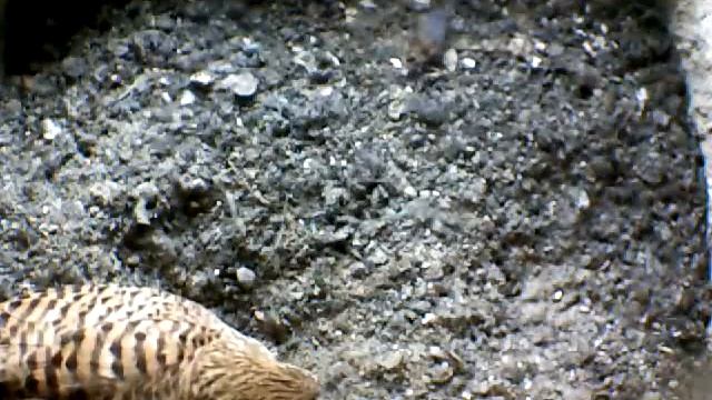 From Internet Camera(Turmfalken[03:1A:A5])2014/07/09,18:50:53_D смотреть онлайн